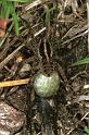 Pardosa_monticola_F1427_Z_80_Mont Aigoual_Frankrijk